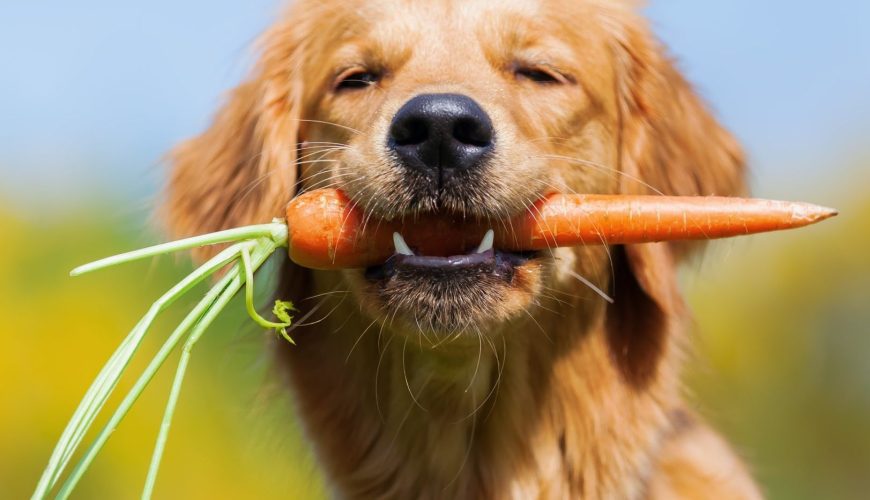Why Is Nutritional Counseling Good for Dogs?