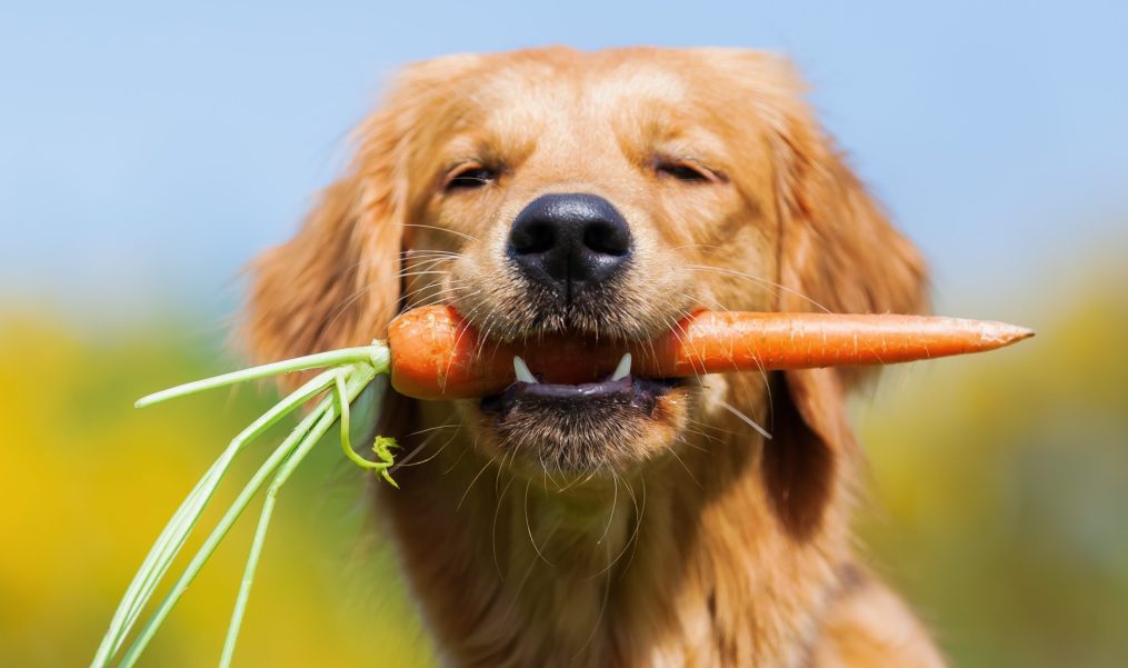 Why Is Nutritional Counseling Good for Dogs?