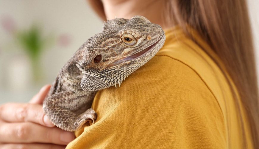 How to Keep Your Bearded Dragon a Happy Reptile