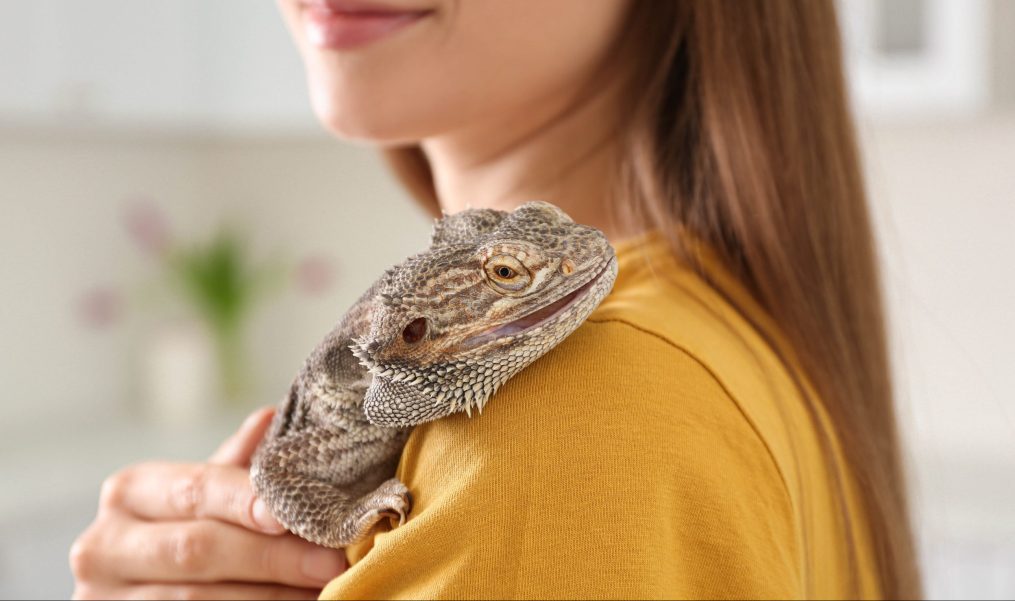 How to Keep Your Bearded Dragon a Happy Reptile