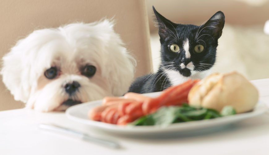 Is It Okay to Feed My Pet Table Scraps?