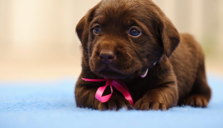 The Ultimate Checklist for First-Time Puppy Owners