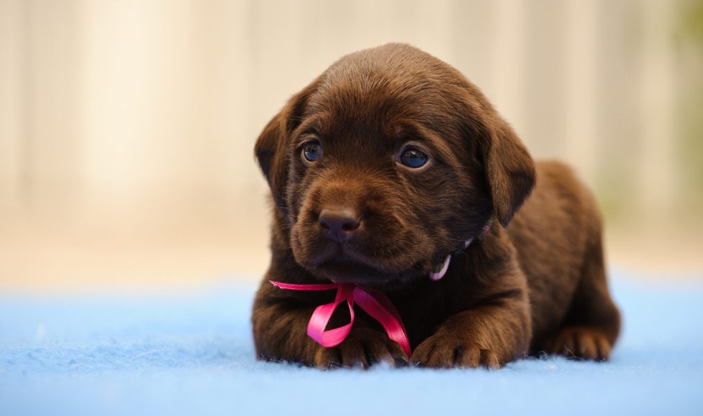 The Ultimate Checklist for First-Time Puppy Owners