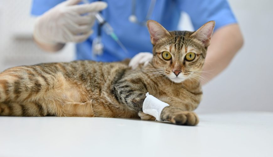 Does My Pet Need Vaccinations?