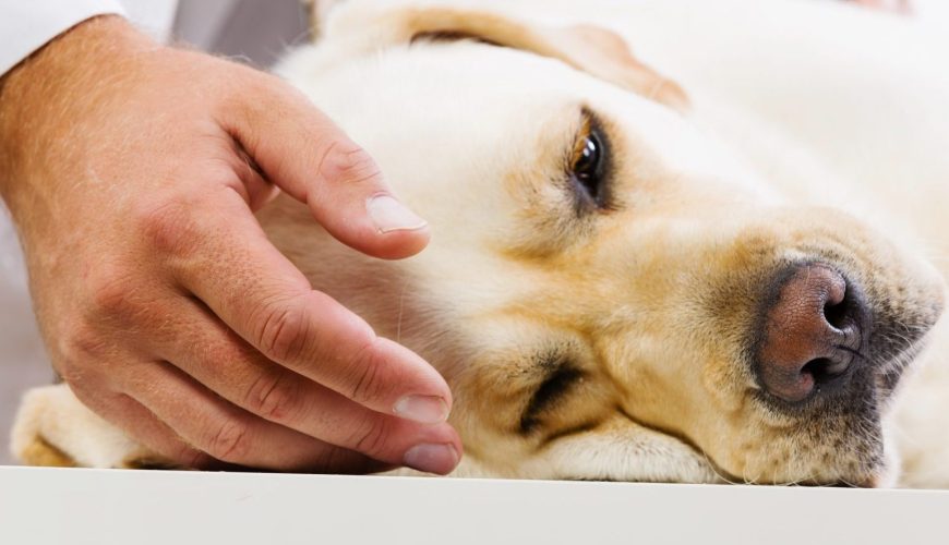 What Are the Signs of Cancer in Pets?