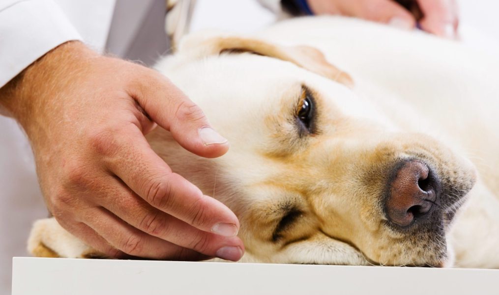 What Are the Signs of Cancer in Pets?