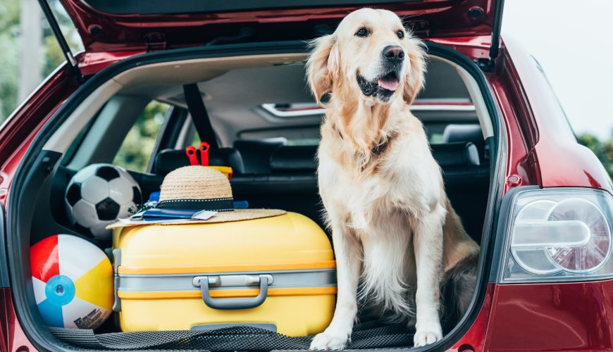 Tips for Traveling With Your Dog