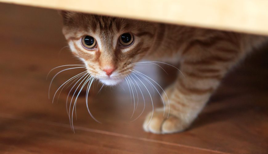 Signs Your Pet Is Stressed and How You Can Help