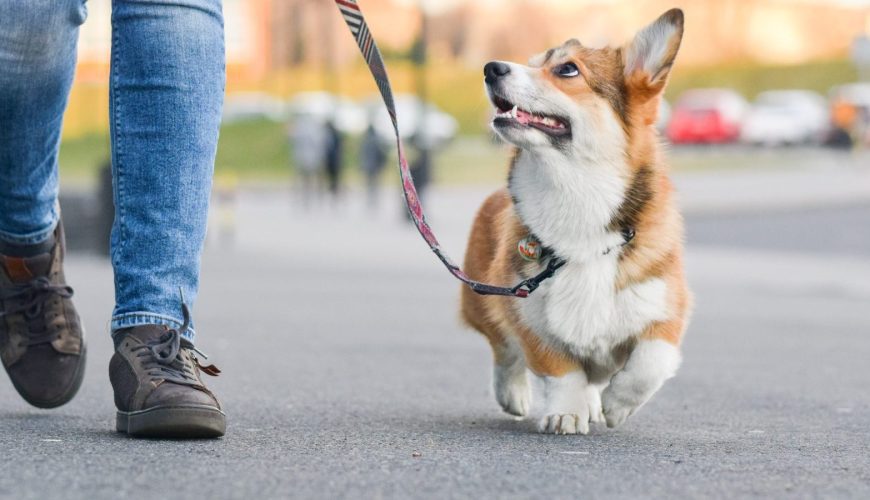 What It Means to Be a Responsible Pet Owner