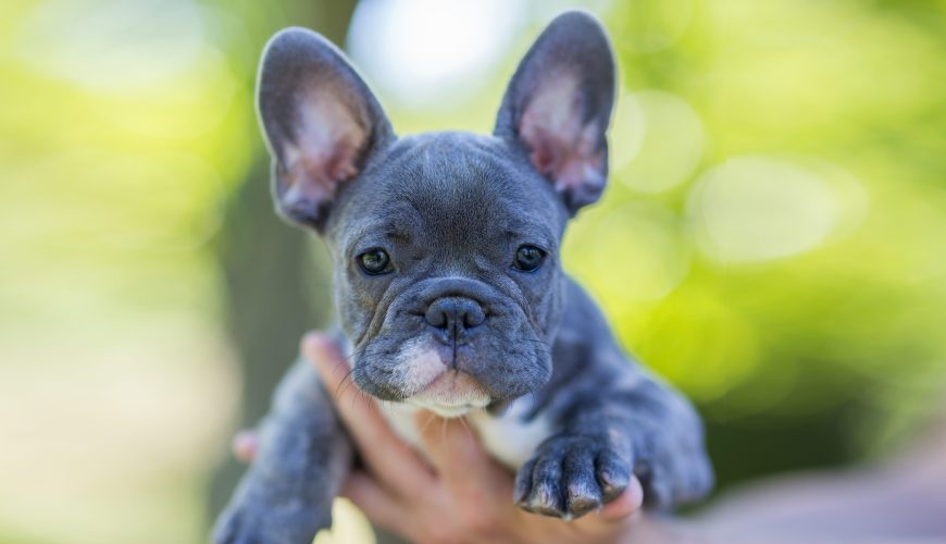 Tips for Training a French Bulldog Puppy