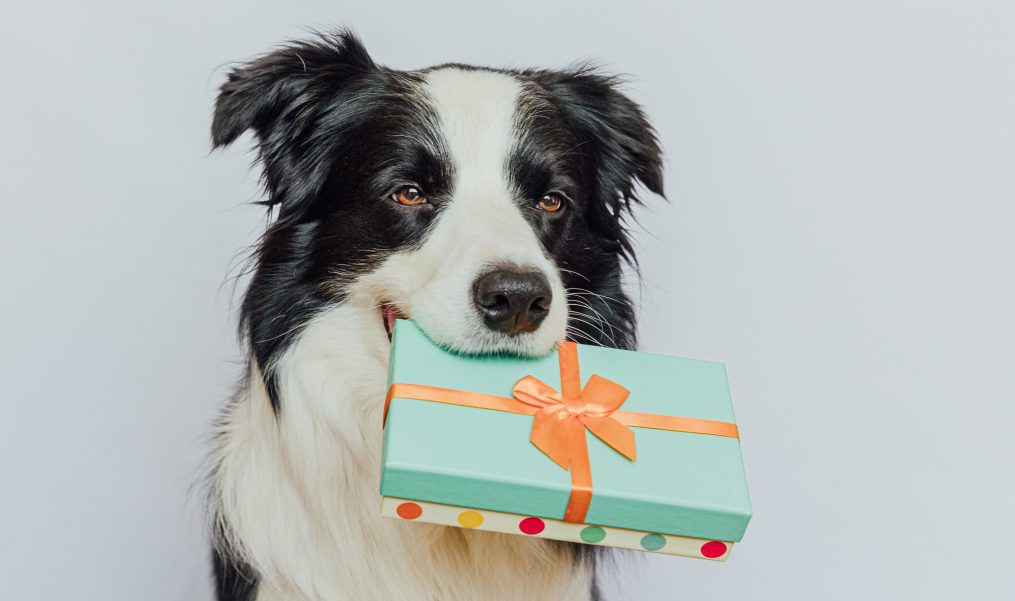 Gift Ideas For Your Pet