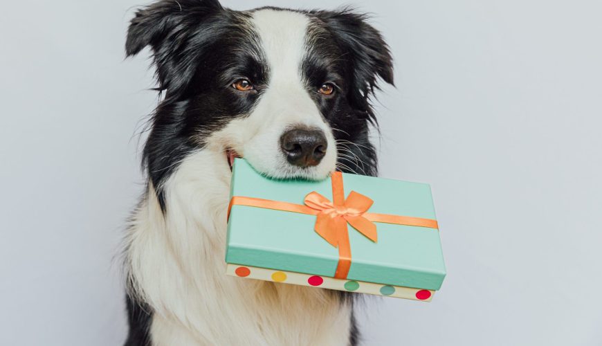 Gift Ideas For Your Pet