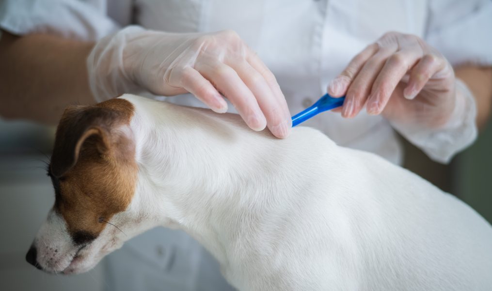 What to Do If Your Pet Has Ticks or Fleas