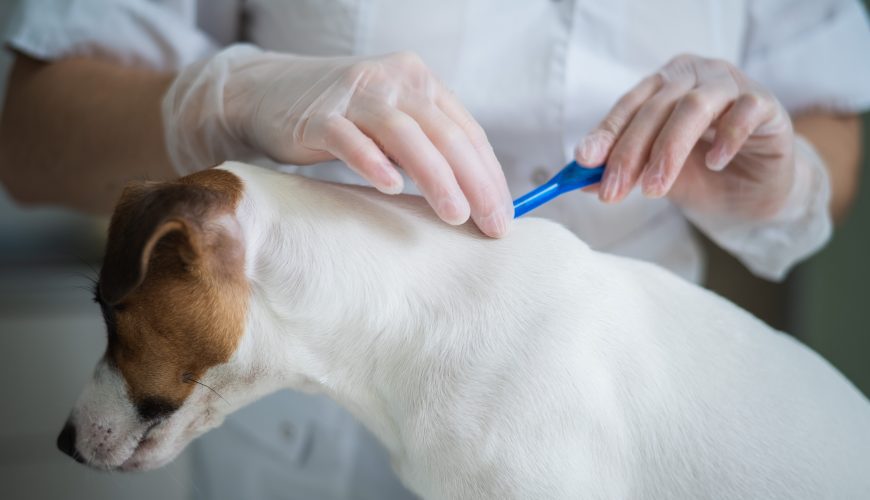 What to Do If Your Pet Has Ticks or Fleas