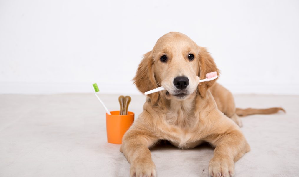 Ten Facts You Should Know About Your Pet’s Oral Health