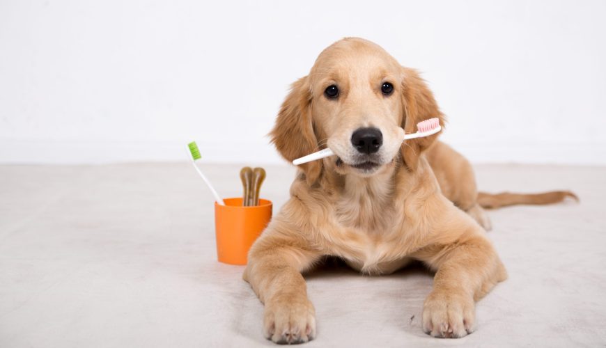 Ten Facts You Should Know About Your Pet’s Oral Health