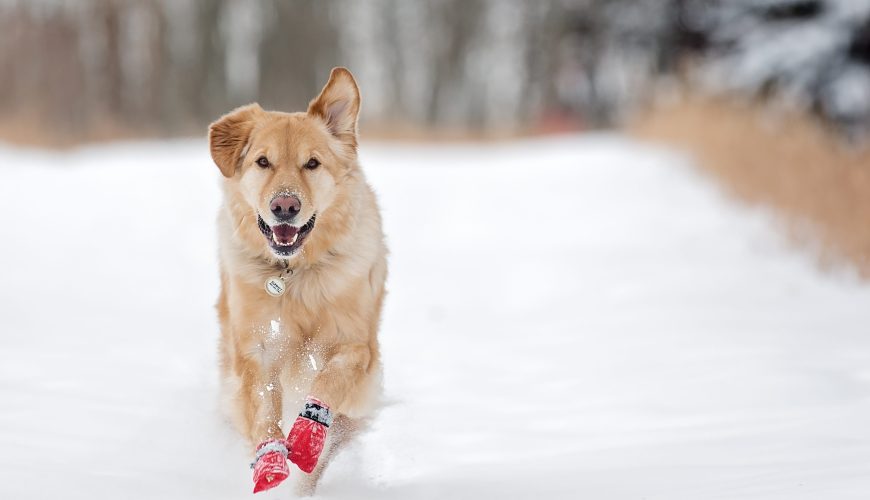 How Can I Take Care of My Pet’s Paws in the Winter?