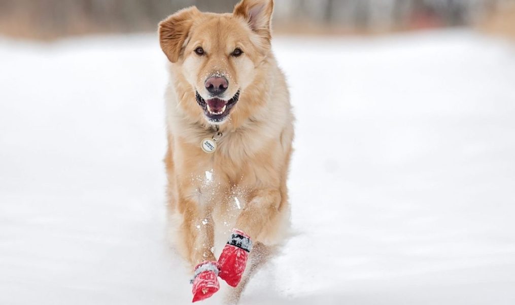 How Can I Take Care of My Pet’s Paws in the Winter?