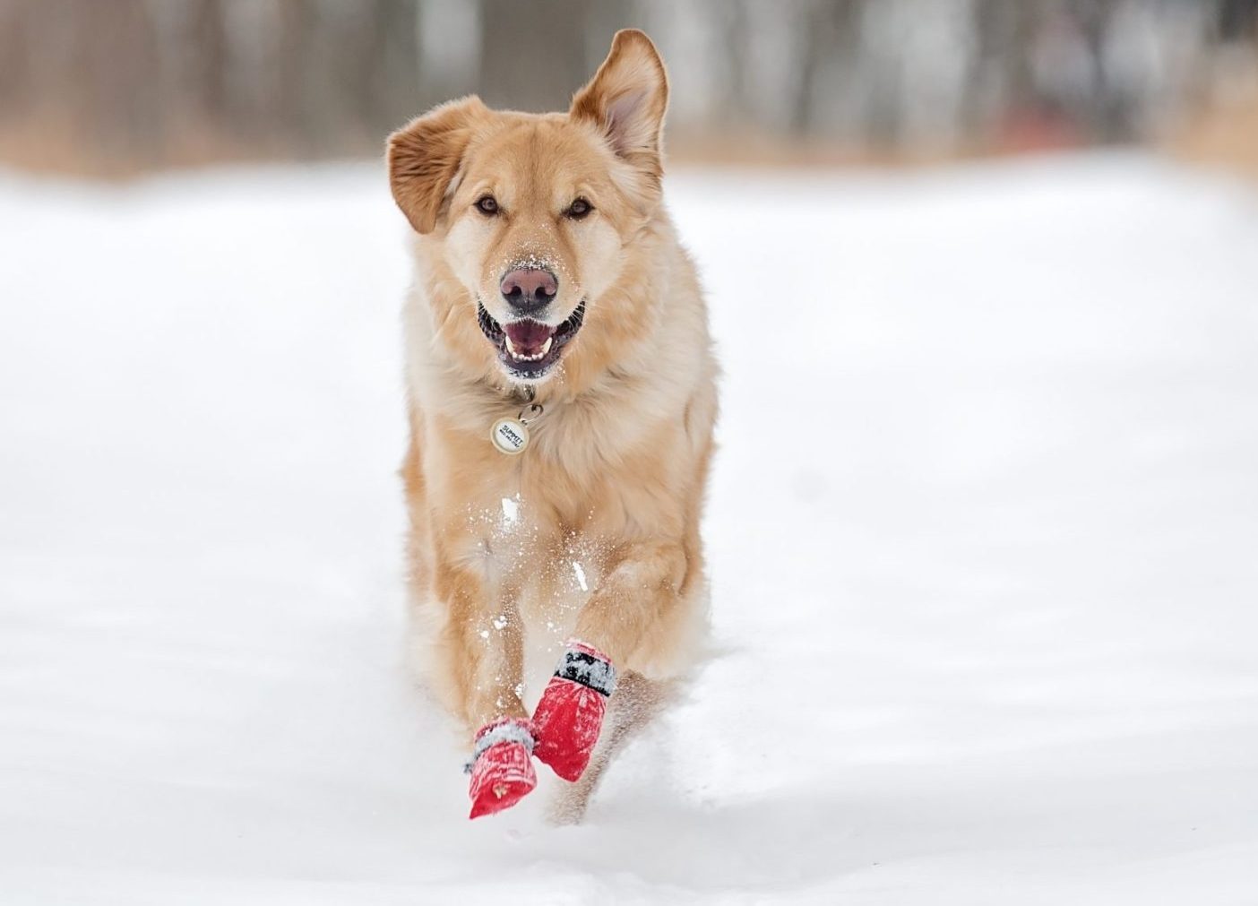 How Can I Take Care of My Pet’s Paws in the Winter?