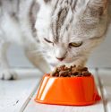 What Are Healthy Treats to Give Your Pet?