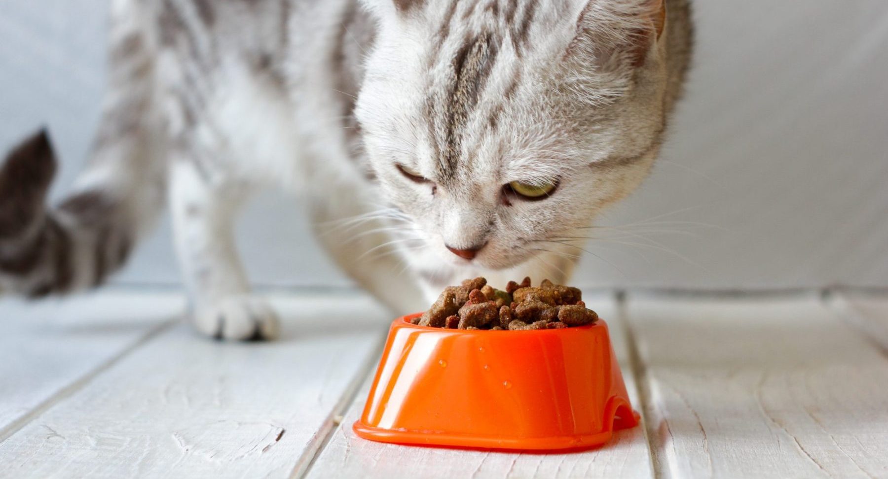 How Can I Get My Cat to Slow Down When Eating?