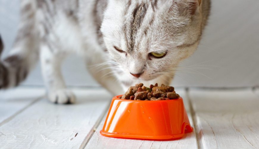 How Can I Get My Cat to Slow Down When Eating?