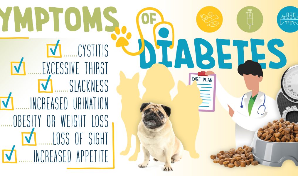 What Are the Signs of Diabetes in Pets?