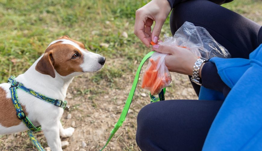 What Are Healthy Treats to Give Your Pet?