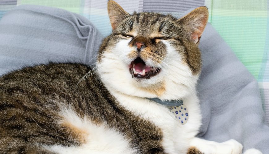 Why is My Pet Wheezing?