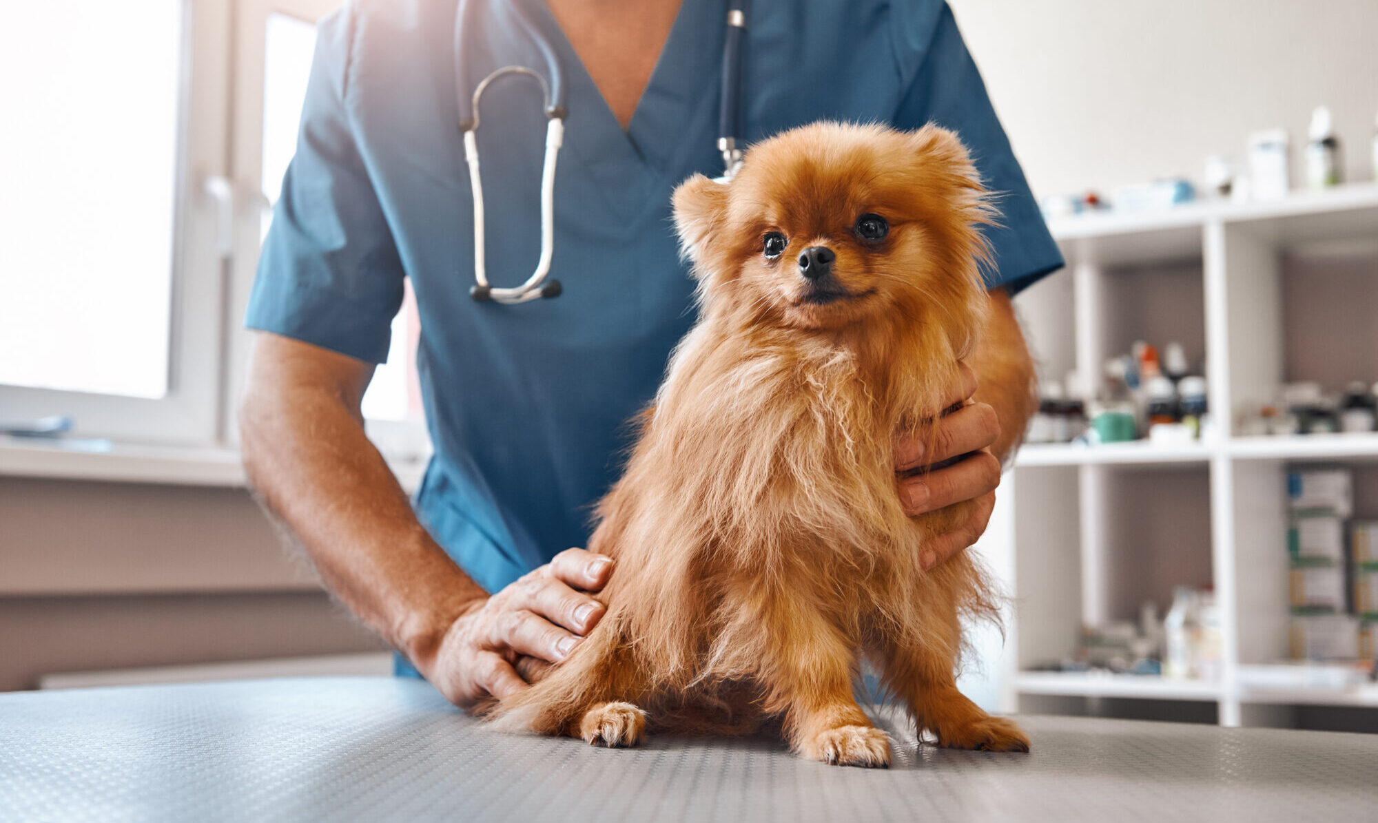 What Are the Signs You Should Take Your Pet to a Veterinarian?
