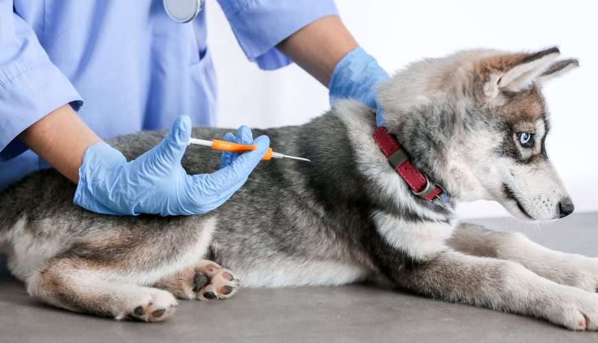 What Should Pet Owners Know About Microchipping?