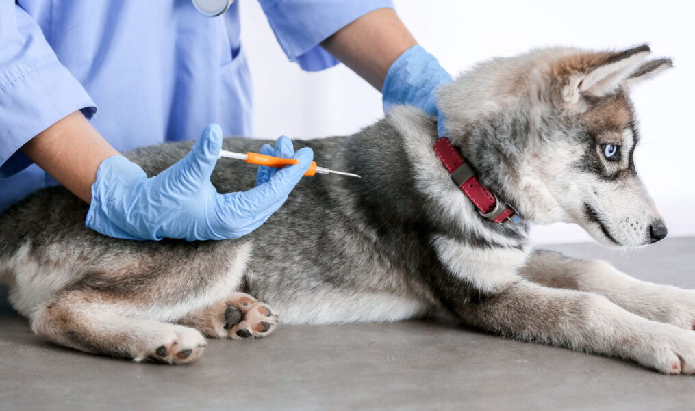 What Should Pet Owners Know About Microchipping?
