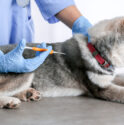 What Are the Signs You Should Take Your Pet to a Veterinarian?