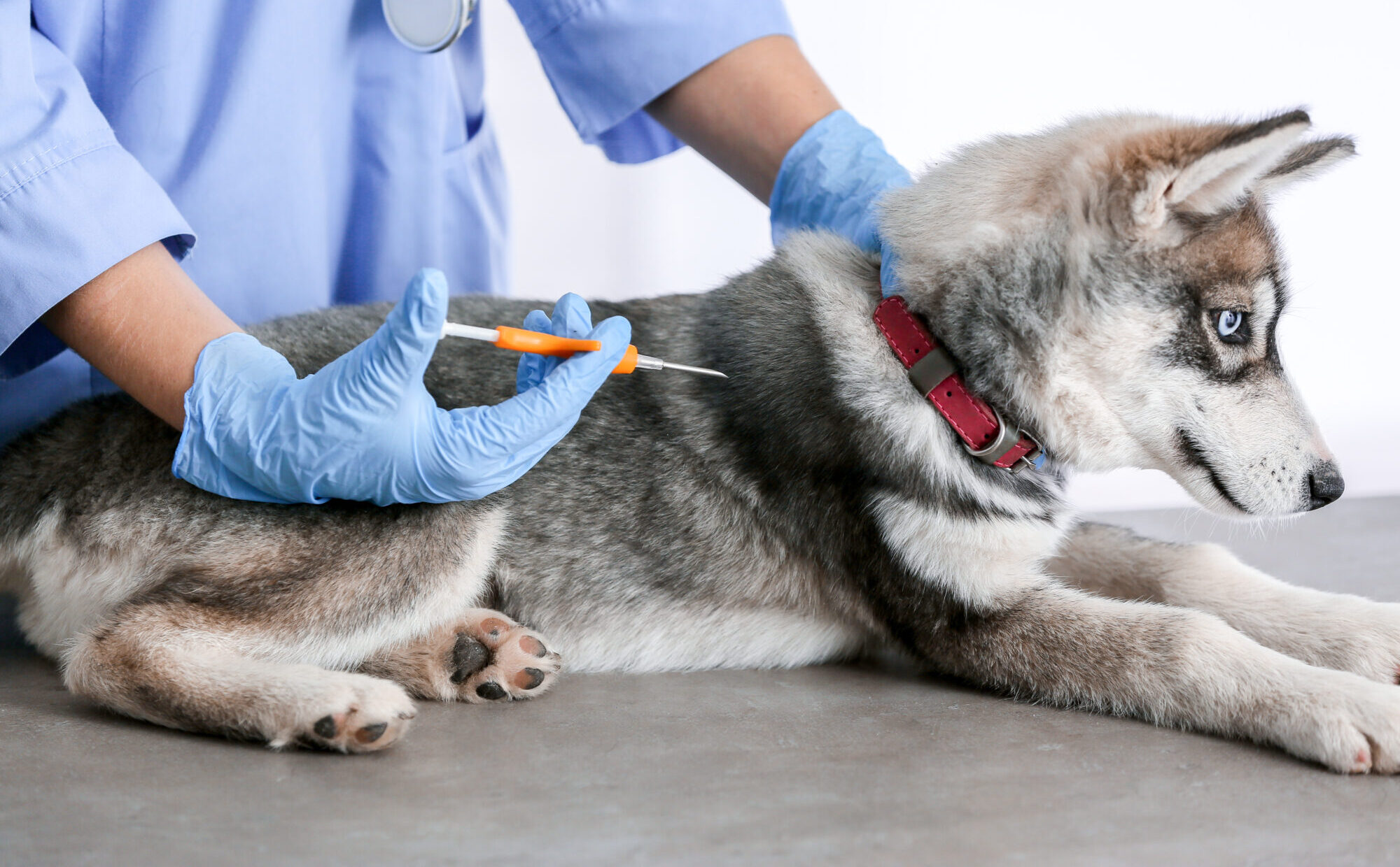 What Should Pet Owners Know About Microchipping?