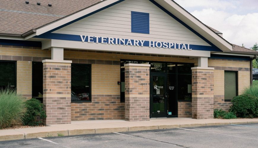 What Are the Signs You Should Take Your Pet to a Veterinarian?
