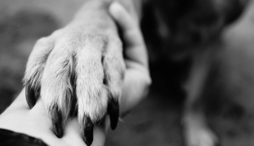 What Are the Best Tricks for Training an Old Dog?