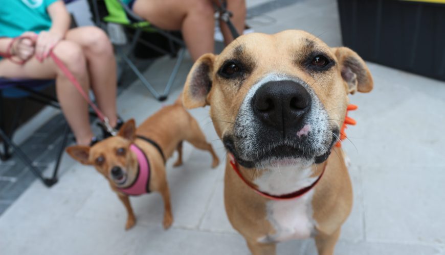 How Do I Choose the Right Dog Breed For My Family? 