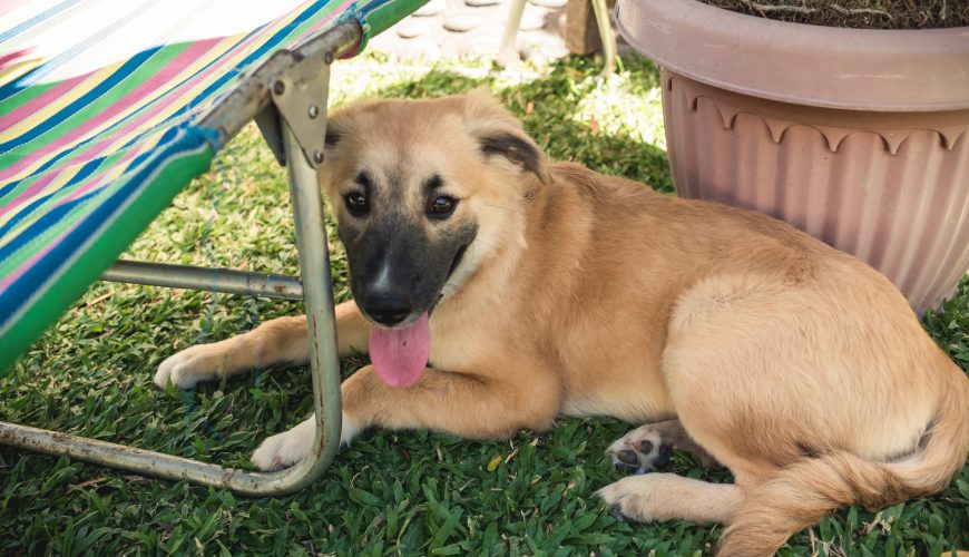 Is It Too Hot For My Pet? 