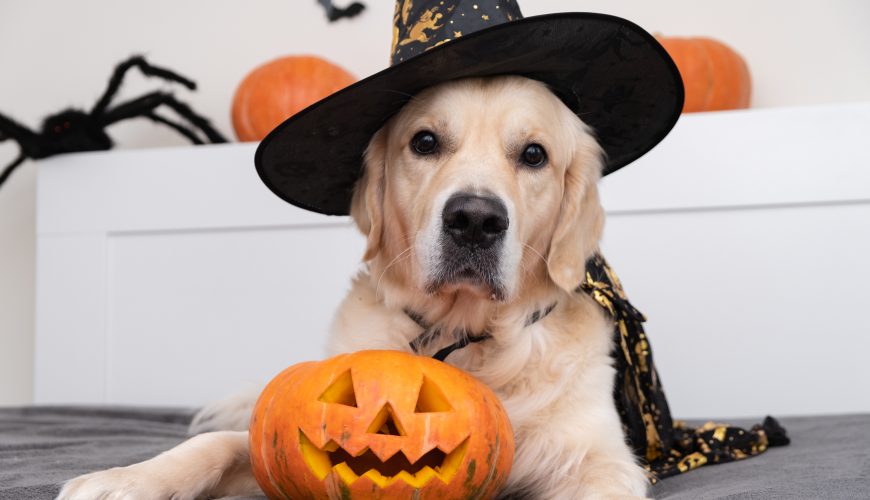 How Can I Help Keep My Pet Safe During Halloween?