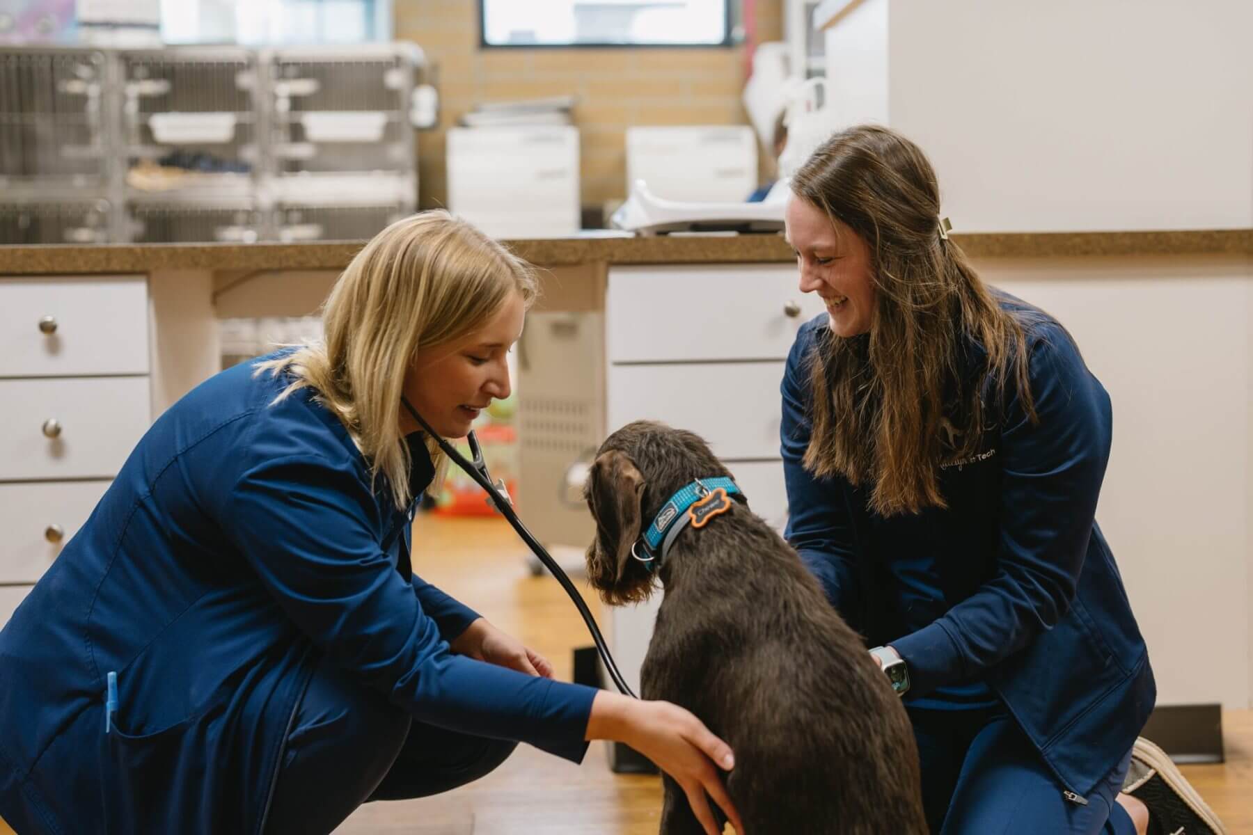 BlueLakeAnimalHospital
