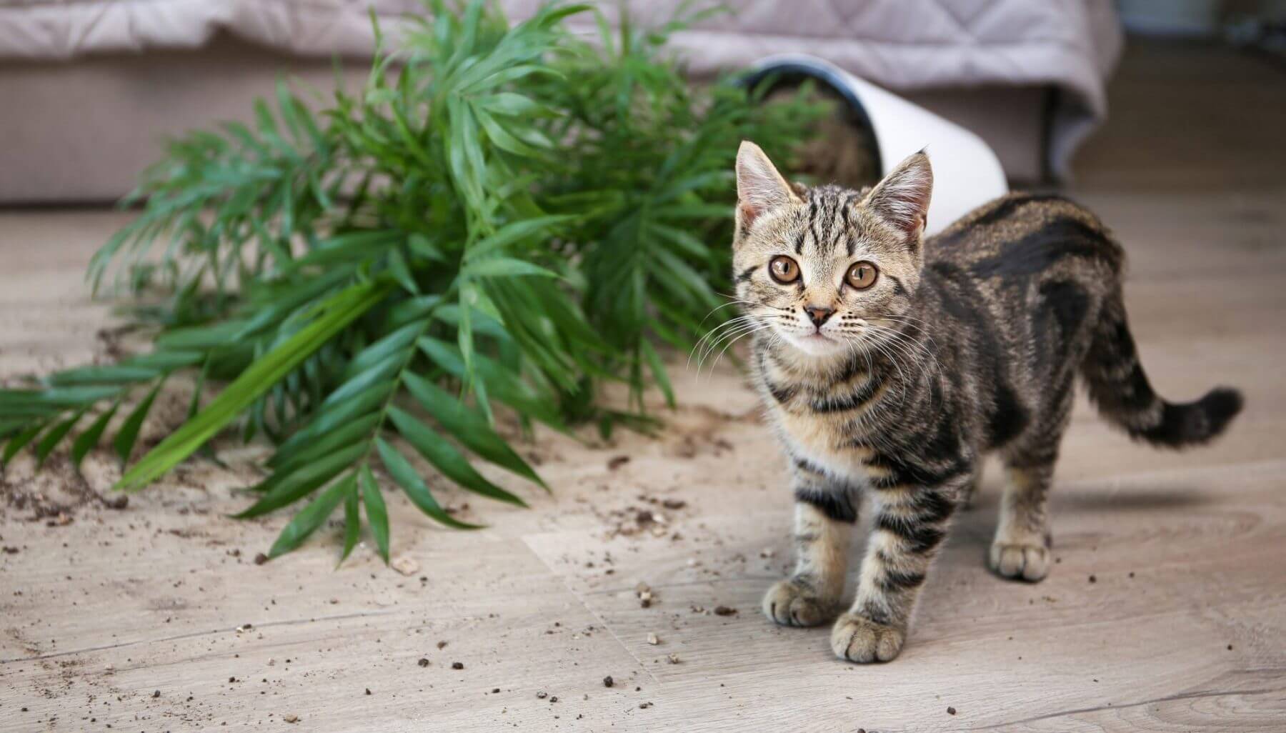 How to Protect Your Pet From Household Hazards