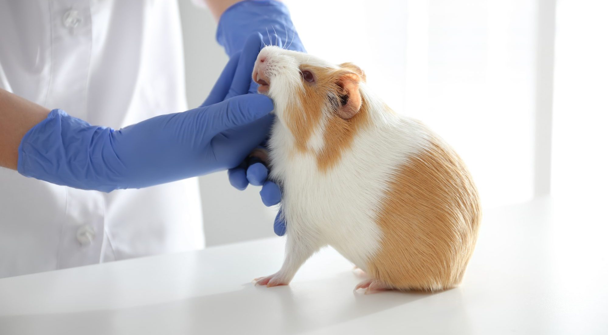 Small Pets and Anesthesia: What Owners Should Know