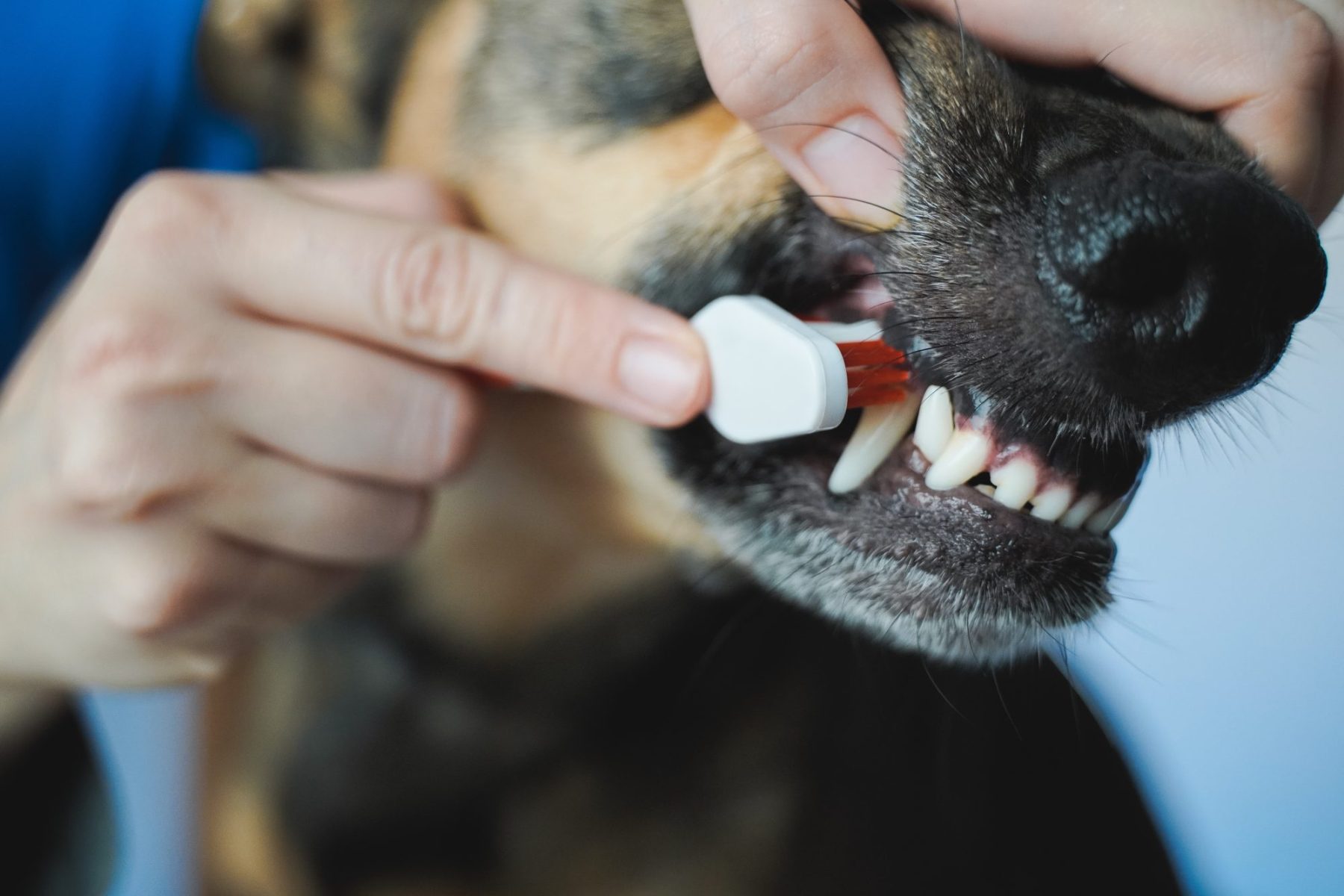 Common Dental Problems for Pets (And What to Do About Them)