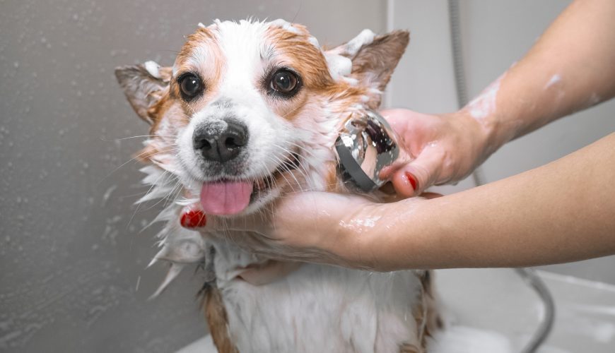 How Often Should I Give My Pet a Bath?