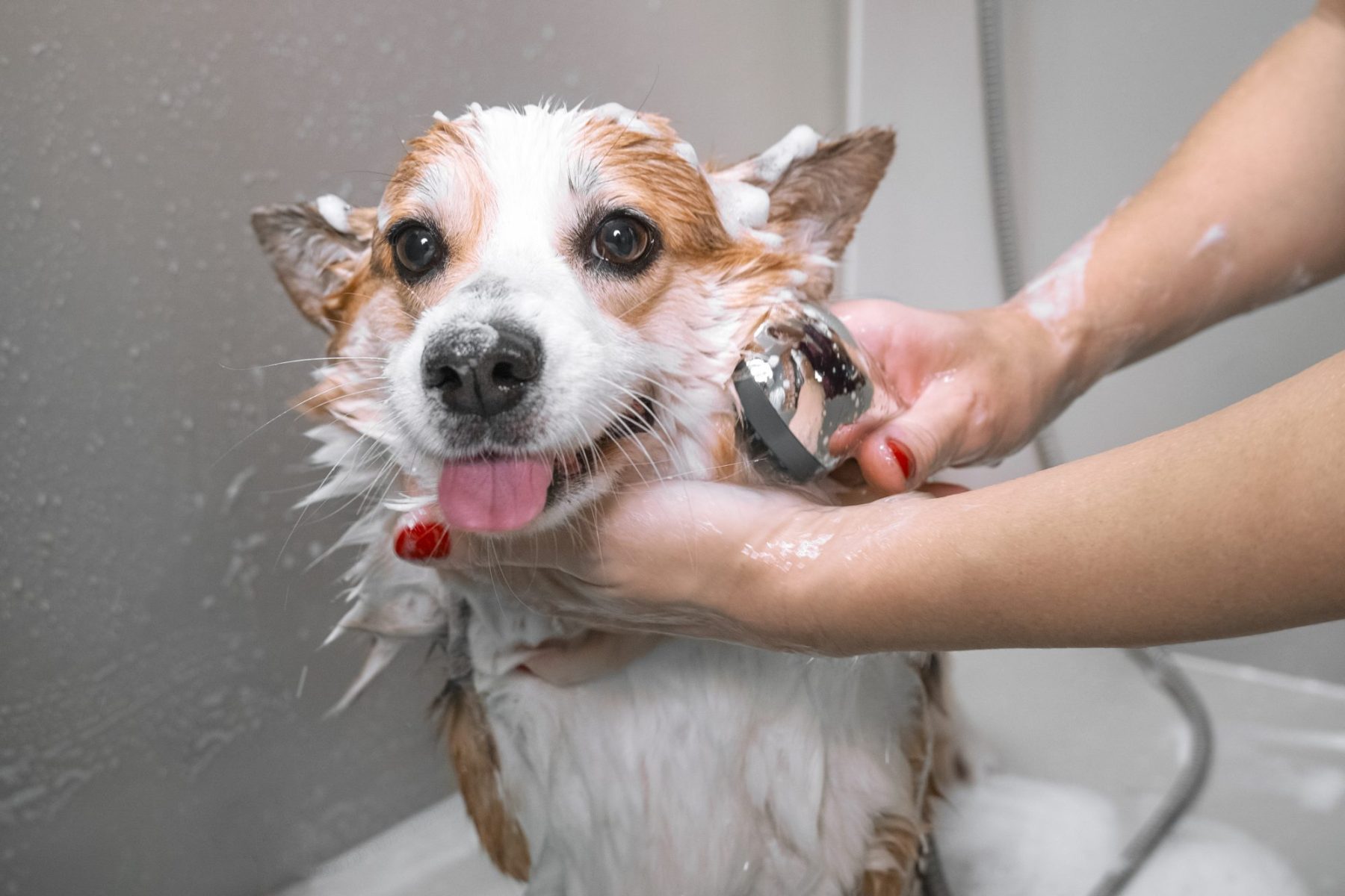 How Often Should I Give My Pet a Bath?