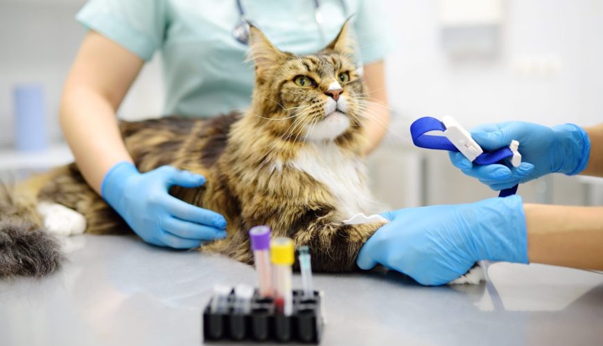 How Can I Prepare My Pet for a Surgery?