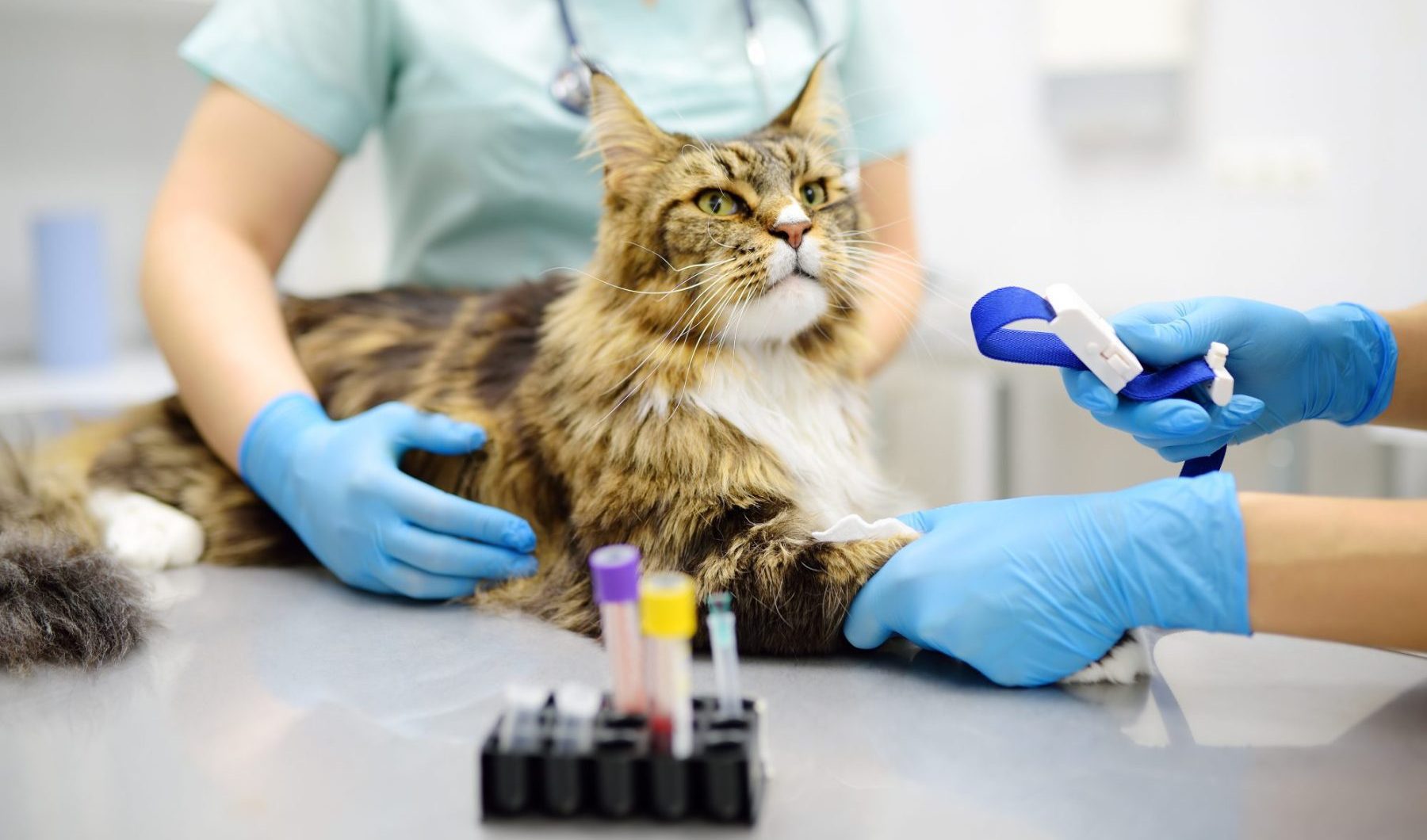 How Can I Prepare My Pet for a Surgery?