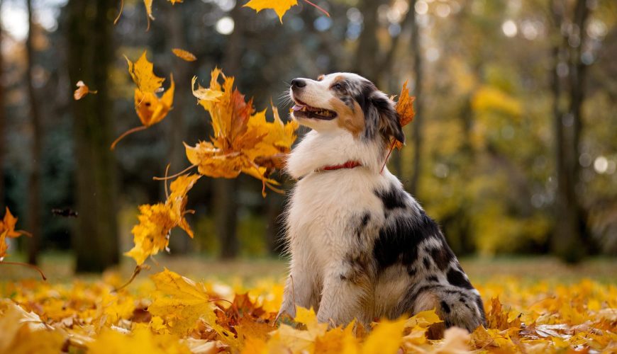 Fall Safety Tips for Pet Owners