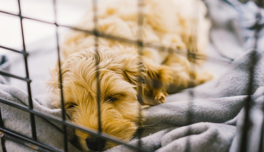 Things to Consider Before Bringing a New Pet Home for the Holidays