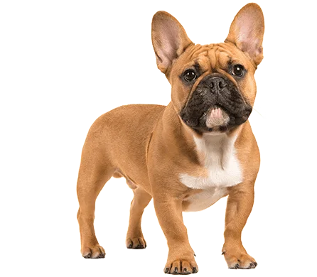 our-compassionate-dog-1